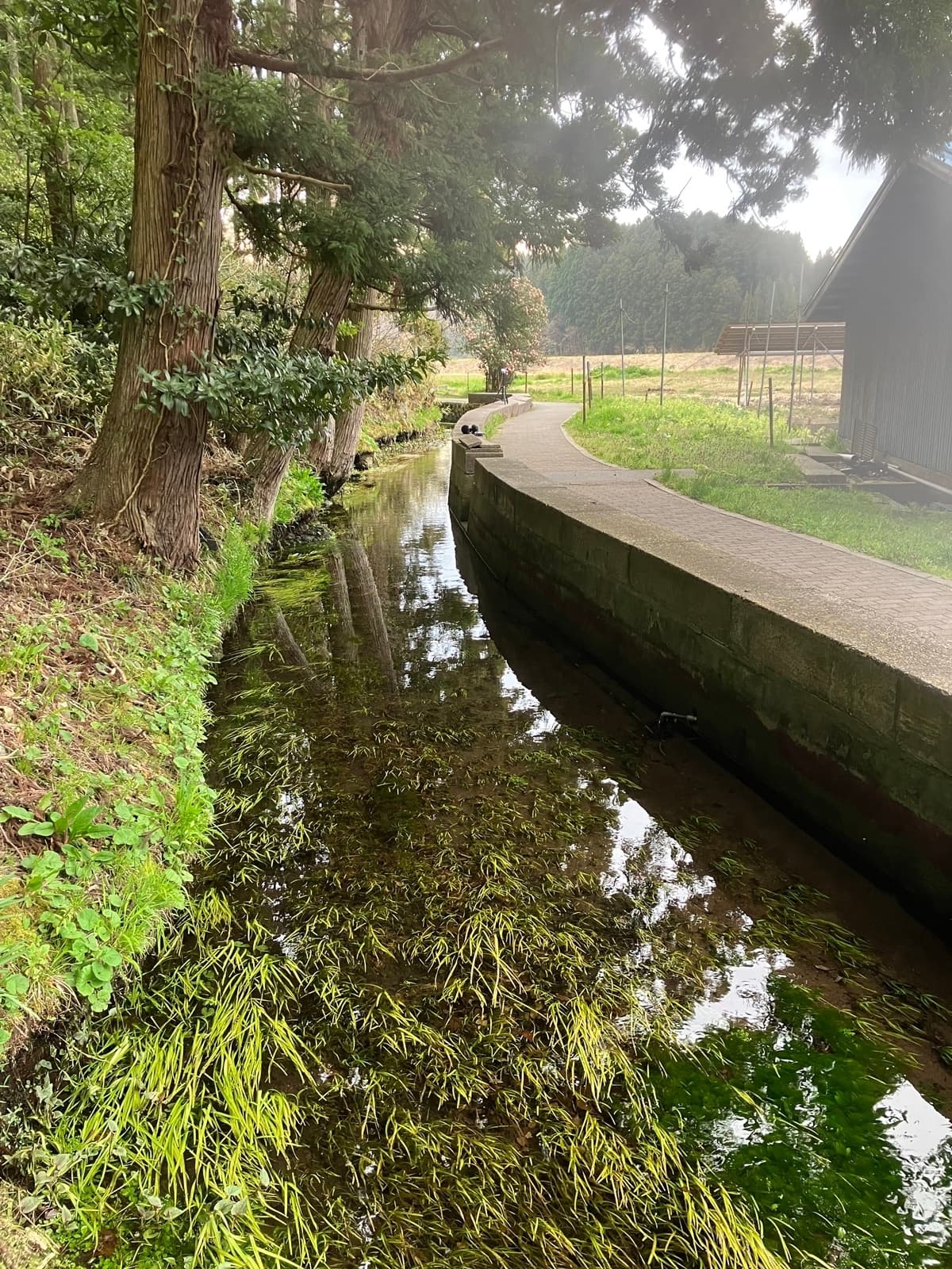 耳舐め&耳ふーサンドイッチ 田舎の癒し ～山形県遊佐町音源～ 【耳恋なかさん&そよかぜみらいさん/安眠特化/環境音現地収録】 サンプル画像 5