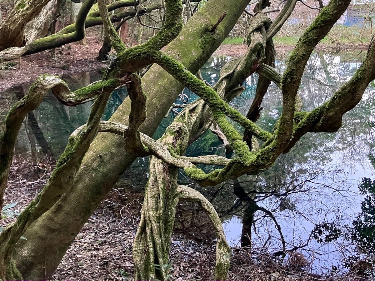 耳舐め&耳ふーサンドイッチ 田舎の癒し ～山形県遊佐町音源～ 【耳恋なかさん&そよかぜみらいさん/安眠特化/環境音現地収録】 サンプル画像 7