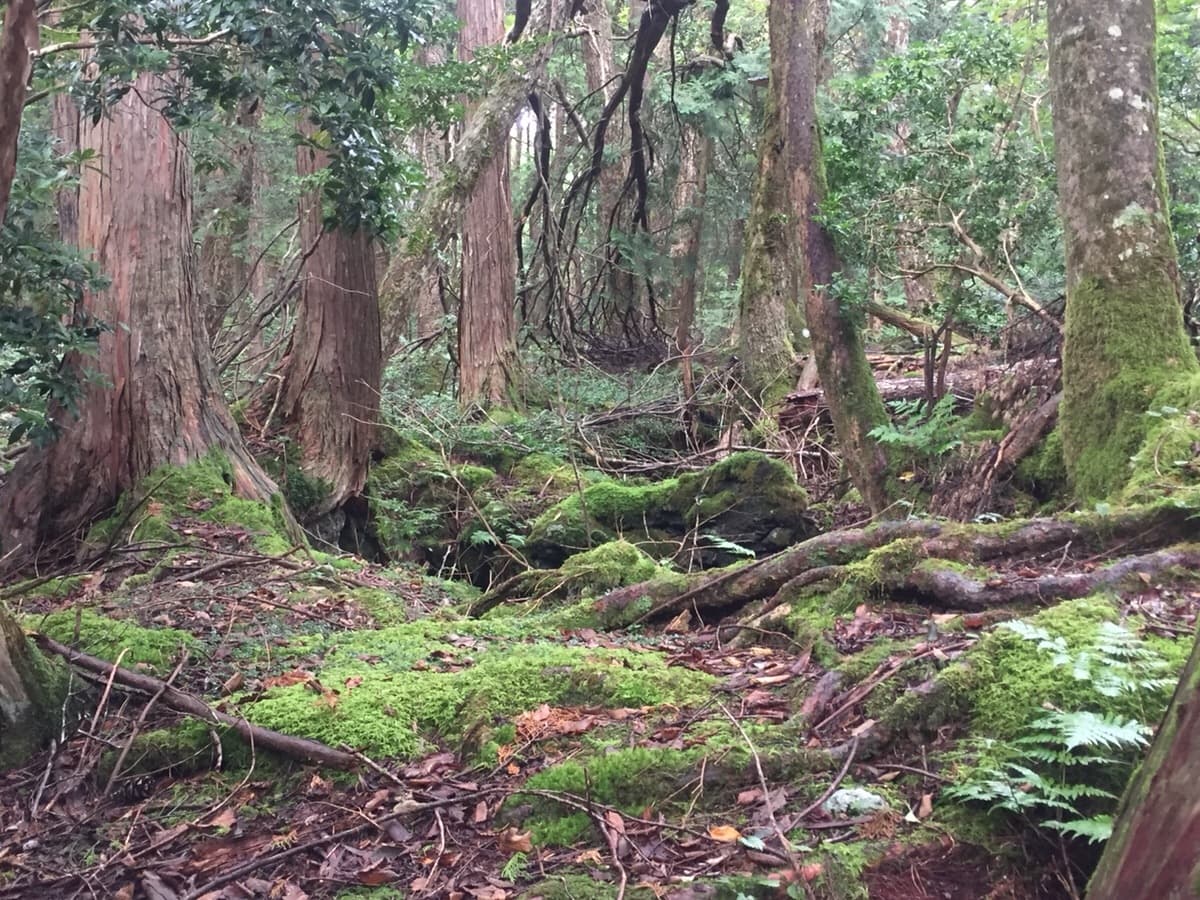 ぐっすり眠れる耳かきボイス 雨降る樹海と人さらい サンプル画像 5