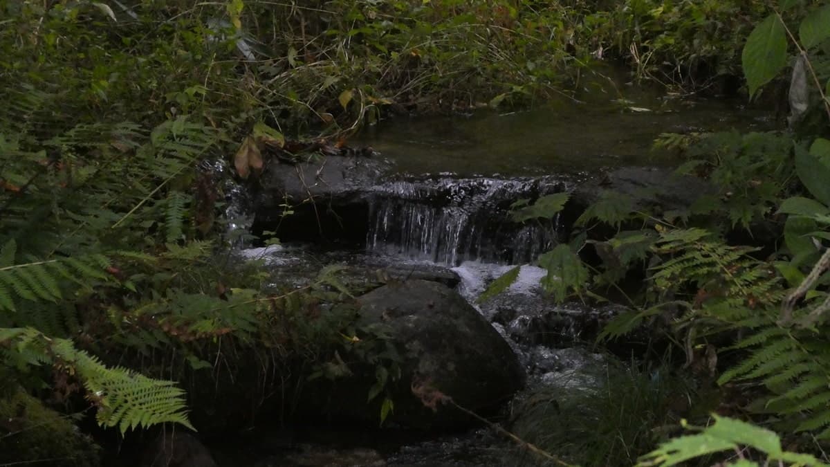 耳舐め&耳ふ～サンドイッチ ダウナー妹と低音姉【R-15癒し/CV:箱河ノアさま・耳恋なかさま】 サンプル画像 6