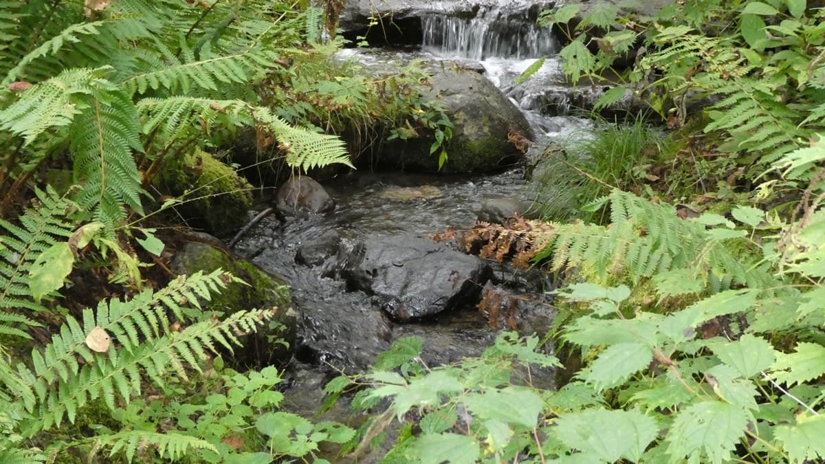 耳舐め&耳ふ～サンドイッチ ダウナー妹と低音姉【R-15癒し/CV:箱河ノアさま・耳恋なかさま】 サンプル画像 7